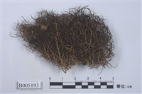 藏品(小孢髮衣屬)的圖片